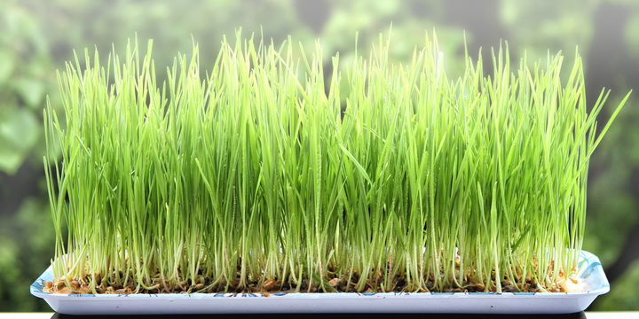 how to grow wheatgrass