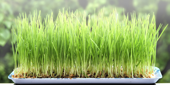 How to Plant Wheatgrass and Grow Wheatgrass Palouse Brand