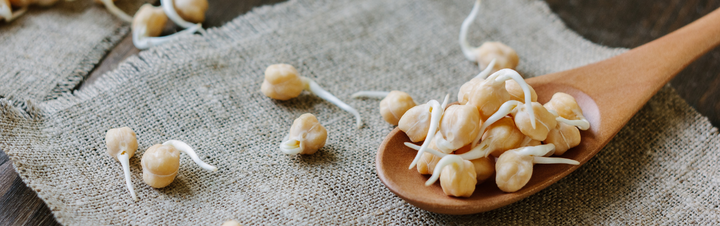 how to sprout chickpeas 