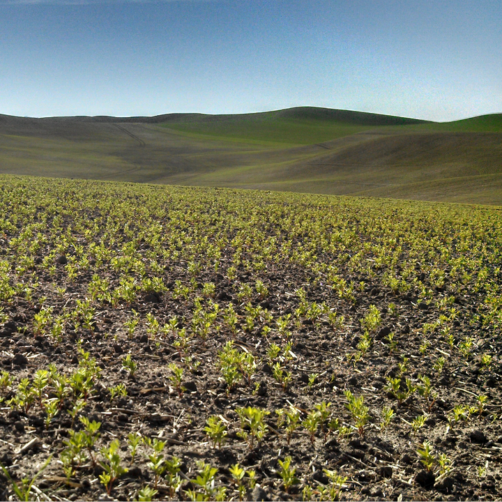 Lentil Field