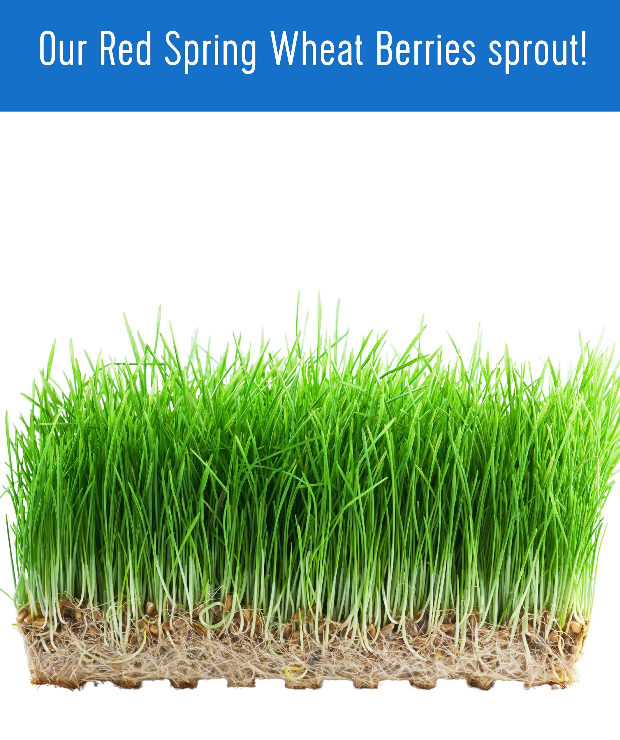 Certified Glyphosate Residue Free | Hard Red Spring Wheat | 5 LB ...