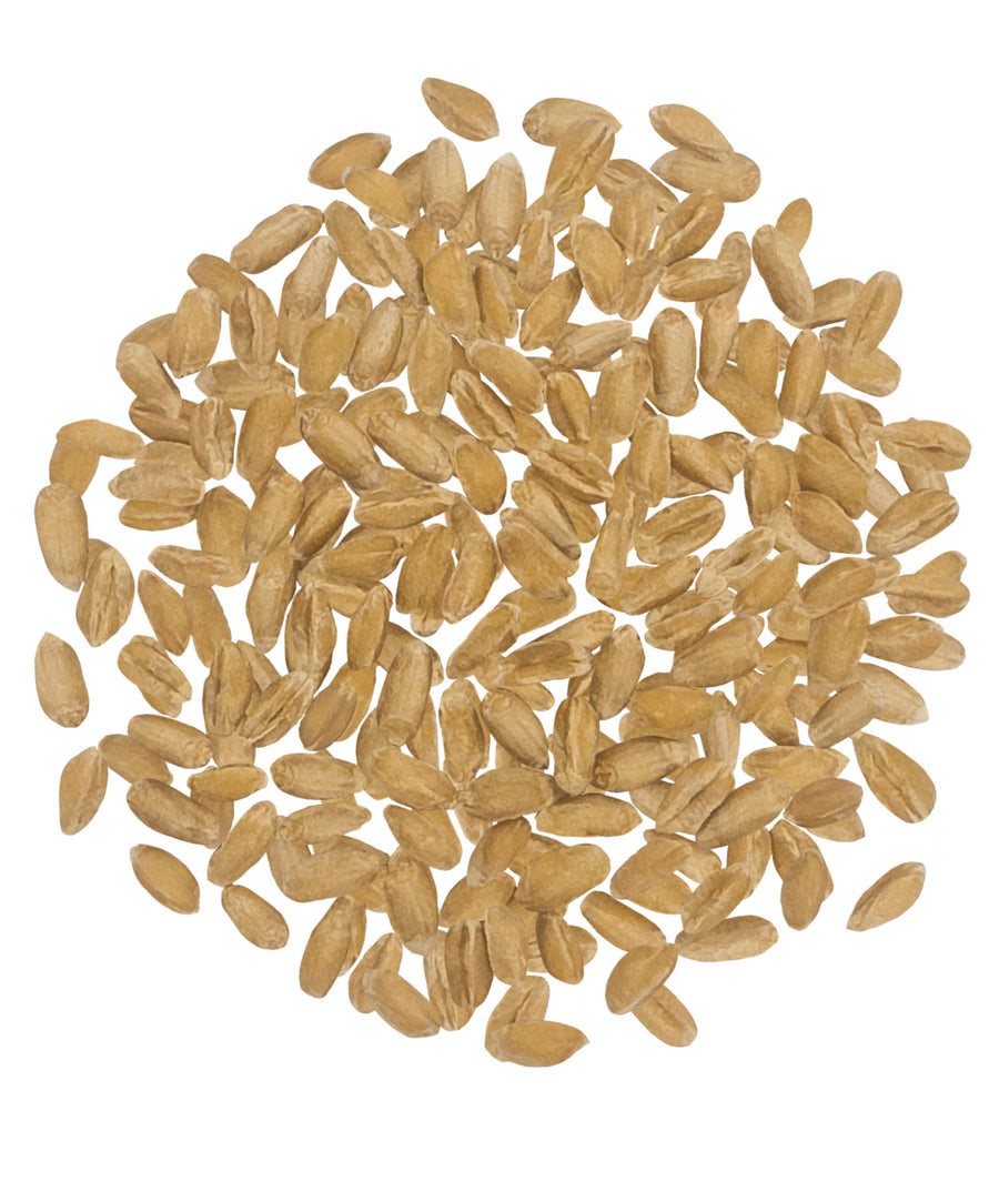 Dry Spelt Berries