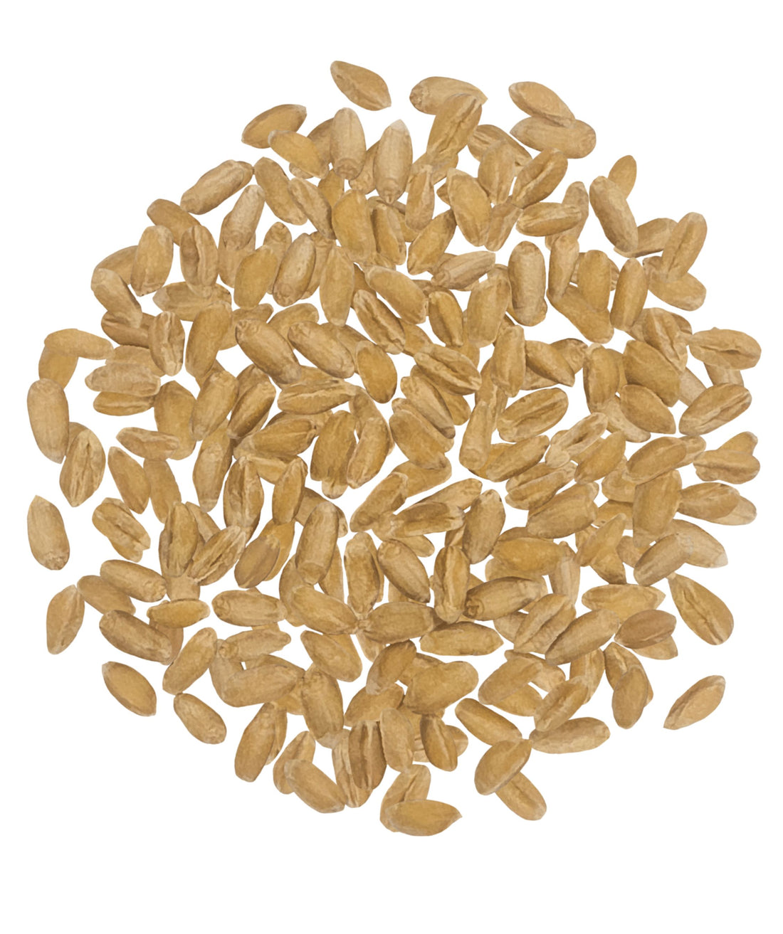 Dry Spelt Berries