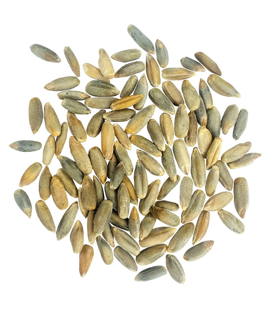 Rye Berries| Certified Glyphosate Residue Free | 18 LB