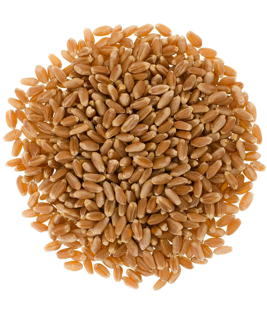 Red Winter Wheat Pack | 15 LBS