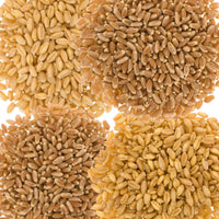 Palouse Brand 20 LBS Wheat Berries Bundle: Hard White, Soft White, Red Winter, & Red Spring Wheat Berries