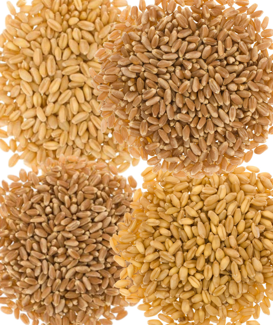 Palouse Brand 20 LBS Wheat Berries Bundle: Hard White, Soft White, Red Winter, & Red Spring Wheat Berries