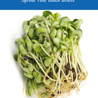 How to Sprout Washington State Grown Black Beans