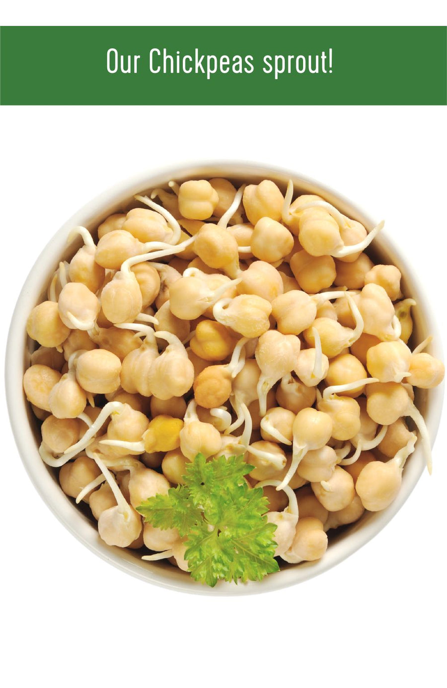 How to Sprout Washington State Grown Garbanzo Beans and Green Split Peas