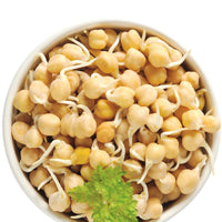 How to Sprout Washington State Grown Chickpeas