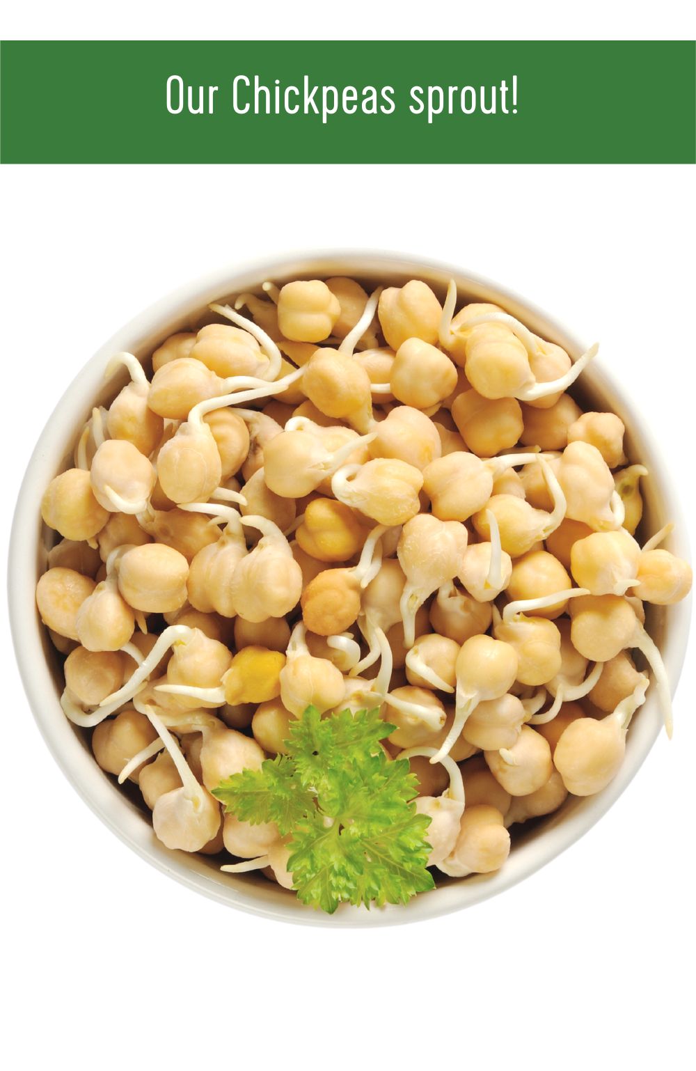 How to Sprout Washington State Grown Chickpeas, Green Split Peas, and Brown Lentils