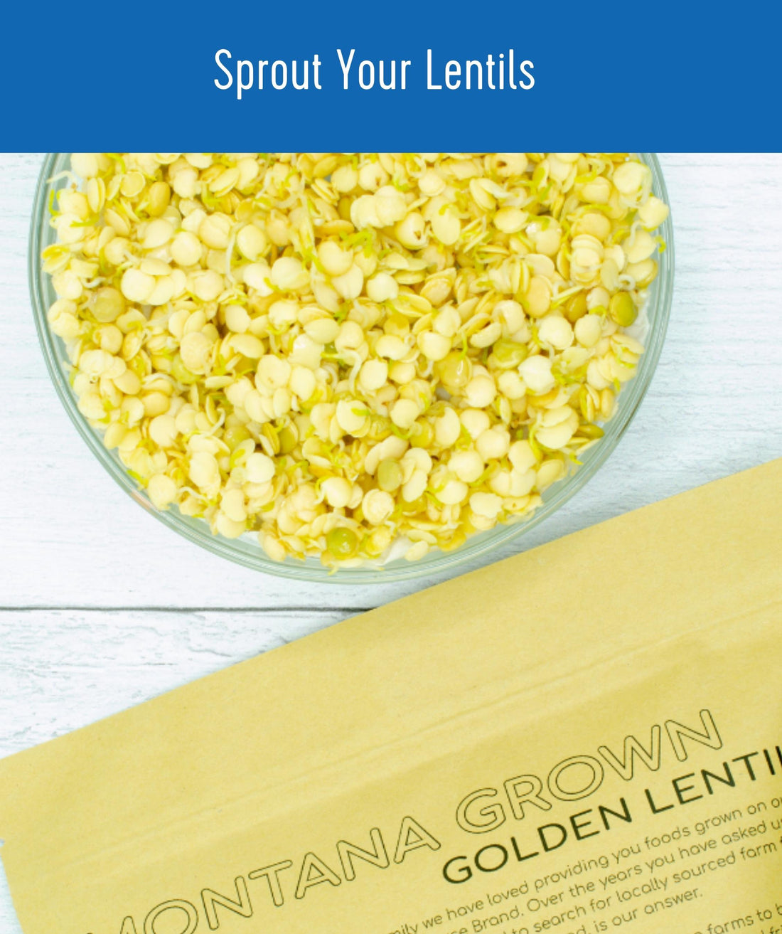 How to Sprout Idaho Grown Golden Lentils