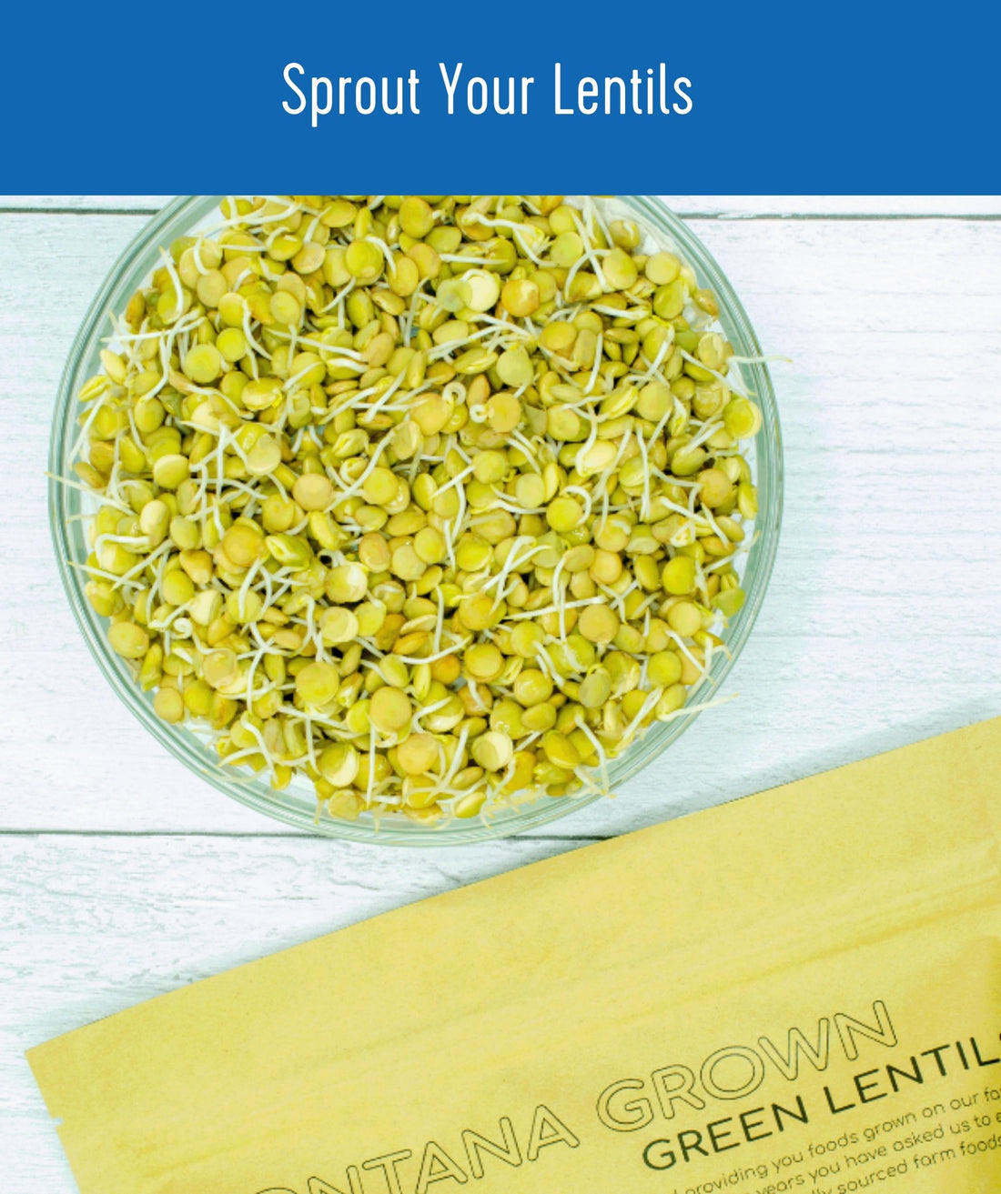 How to Sprout Montana Grown Green Lentils