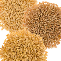 Wheat Bundle | 15 LBS: Hard White, Soft White and Hard Red Spring Wheat Berries